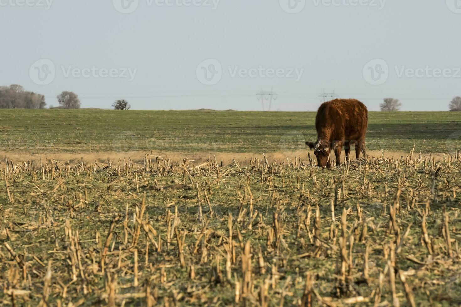 Livestock, Argentine meat production , in Buenos Aires countryside, Argentina photo