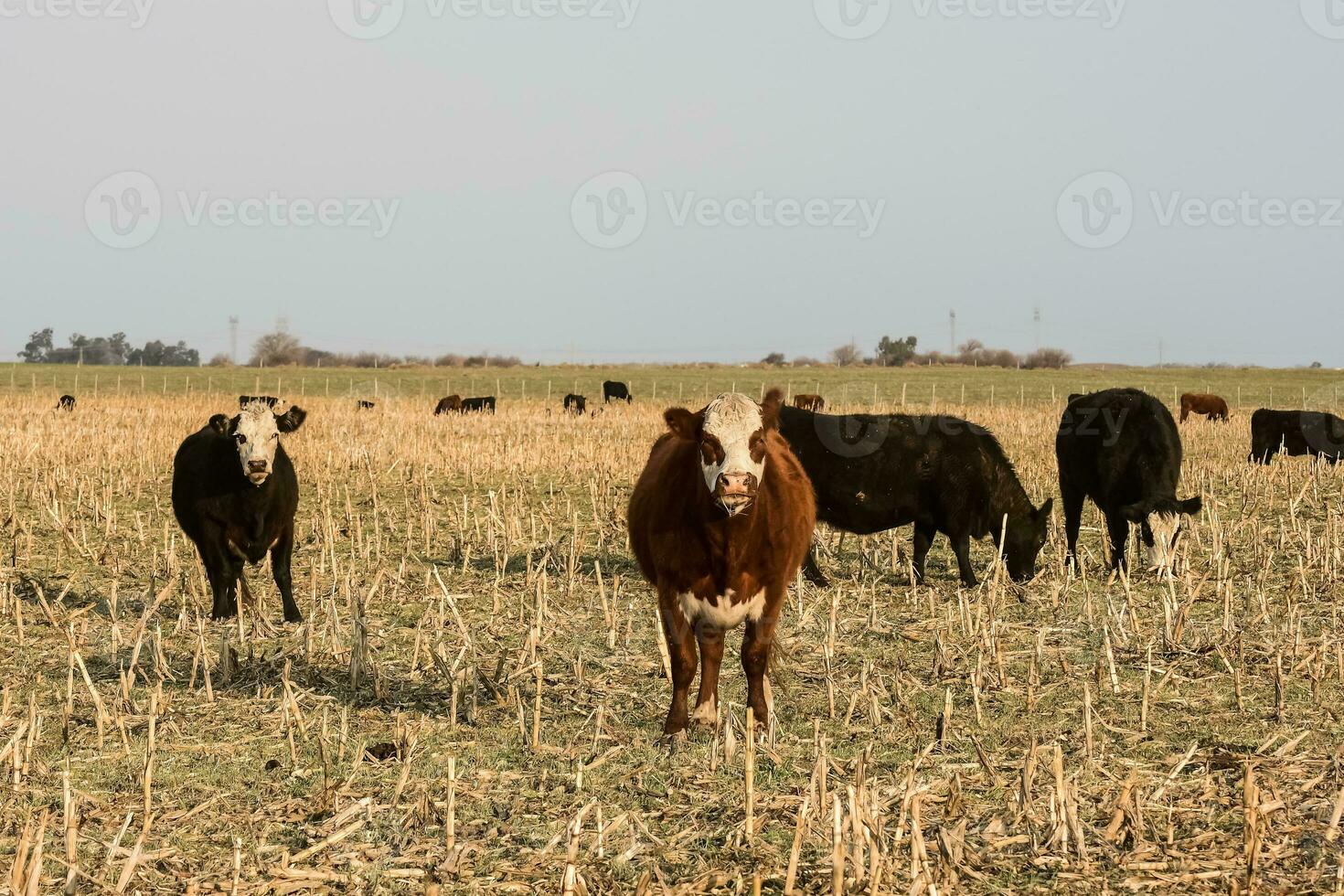 Livestock, Argentine meat production , in Buenos Aires countryside, Argentina photo