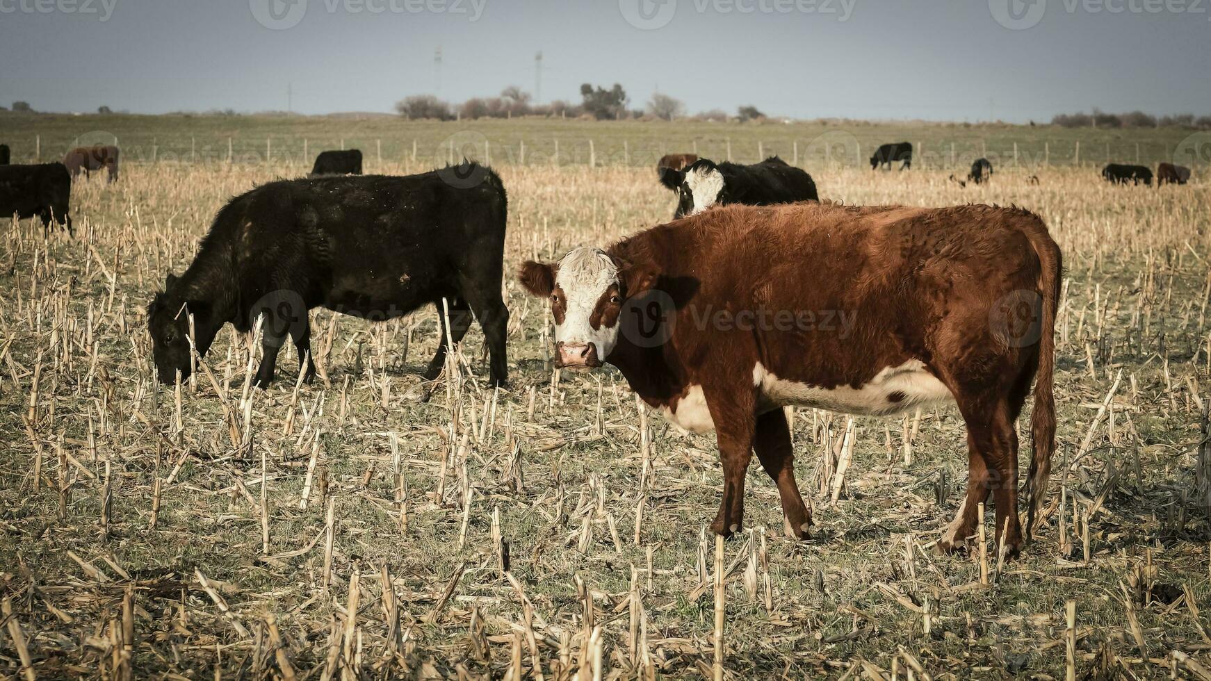 Livestock, Argentine meat production , in Buenos Aires countryside, Argentina photo