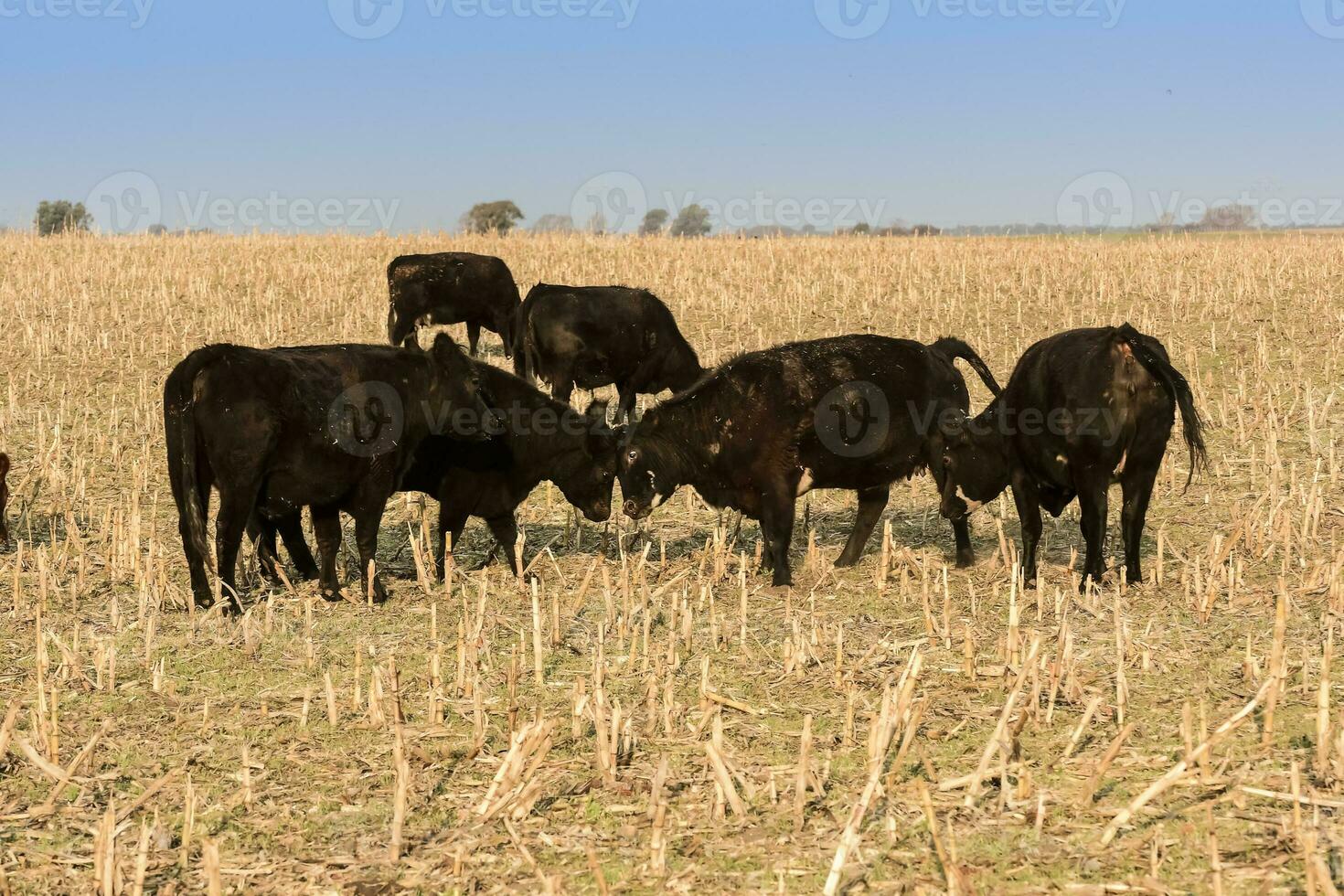 Livestock, Argentine meat production , in Buenos Aires countryside, Argentina photo