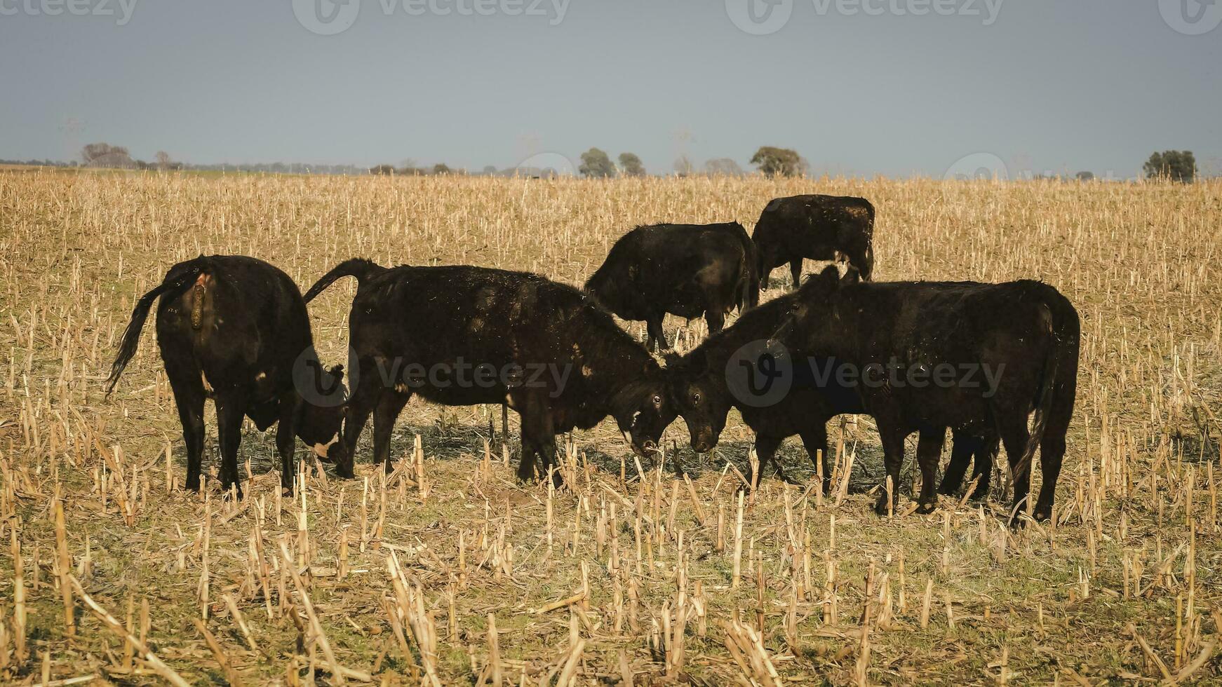 Livestock, Argentine meat production , in Buenos Aires countryside, Argentina photo