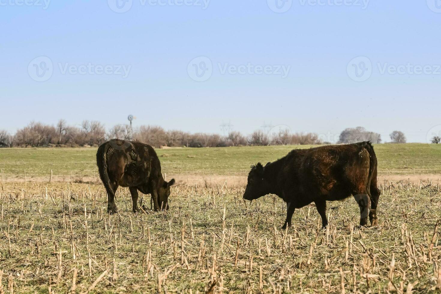 Livestock, Argentine meat production , in Buenos Aires countryside, Argentina photo