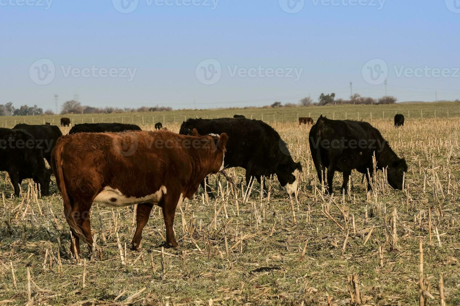 Livestock, Argentine meat production , in Buenos Aires countryside, Argentina photo