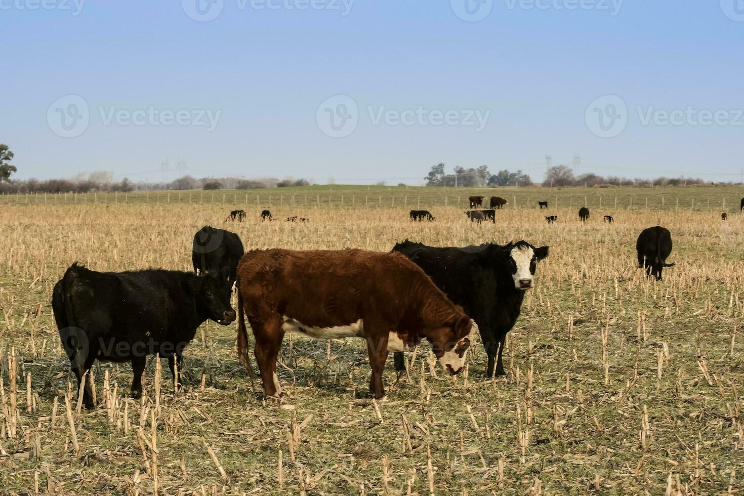 Livestock, Argentine meat production , in Buenos Aires countryside, Argentina photo