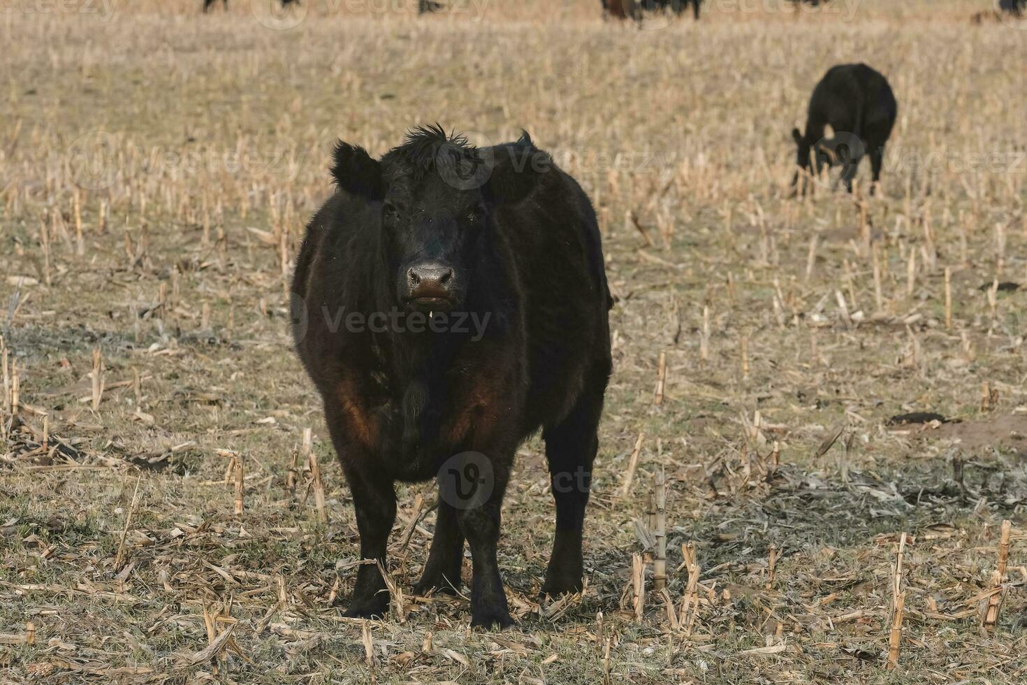 Steers grazing on the Pampas plain, Argentina photo