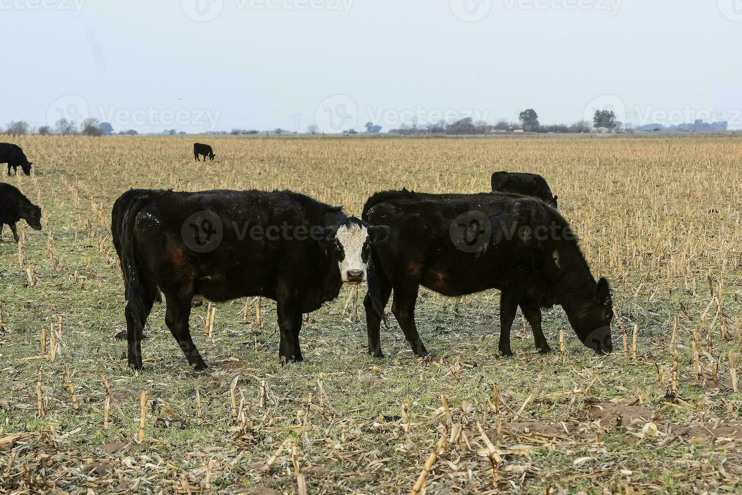 Livestock, Argentine meat production , in Buenos Aires countryside, Argentina photo