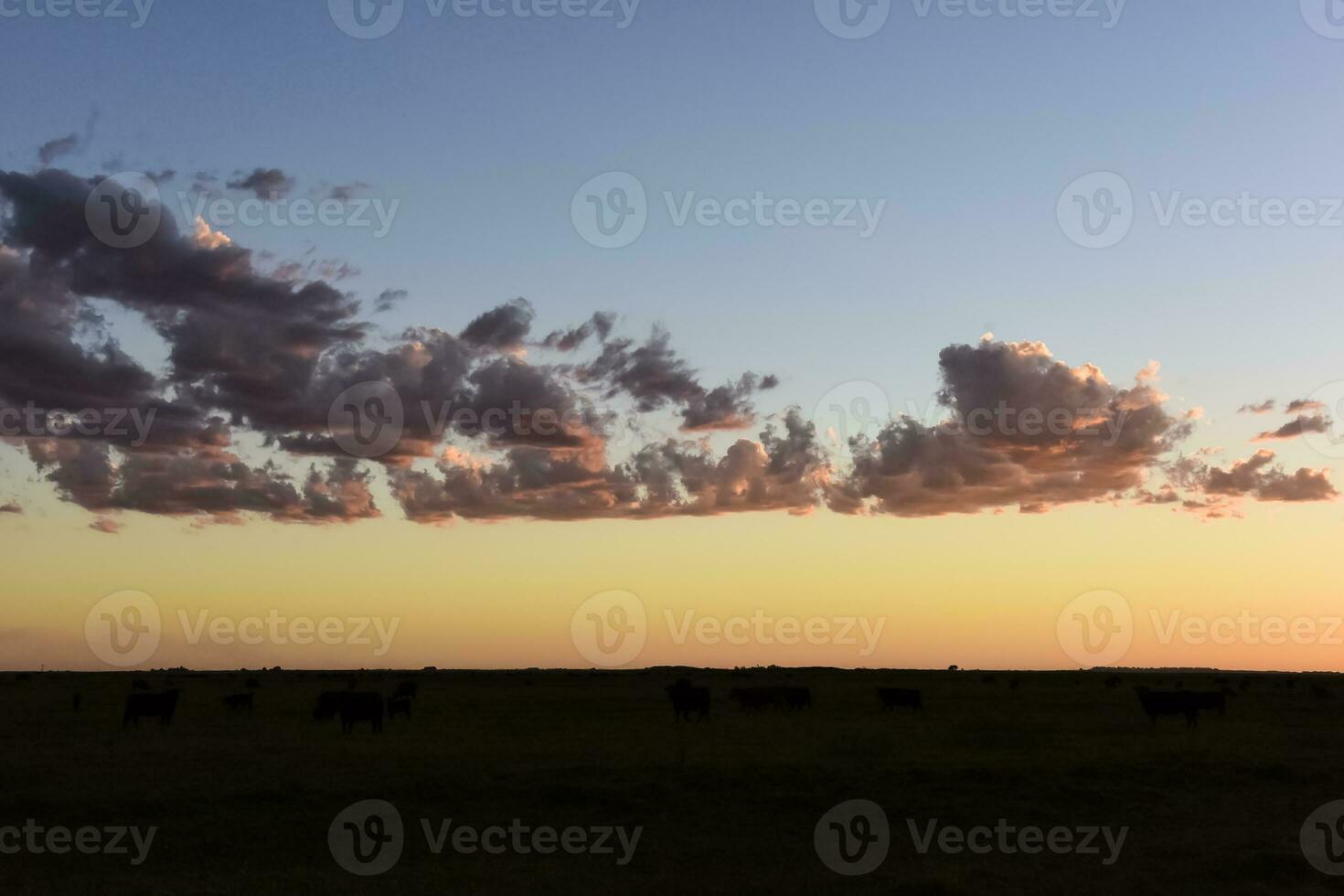 Cows grazing in the field, in the Pampas plain, Argentina photo