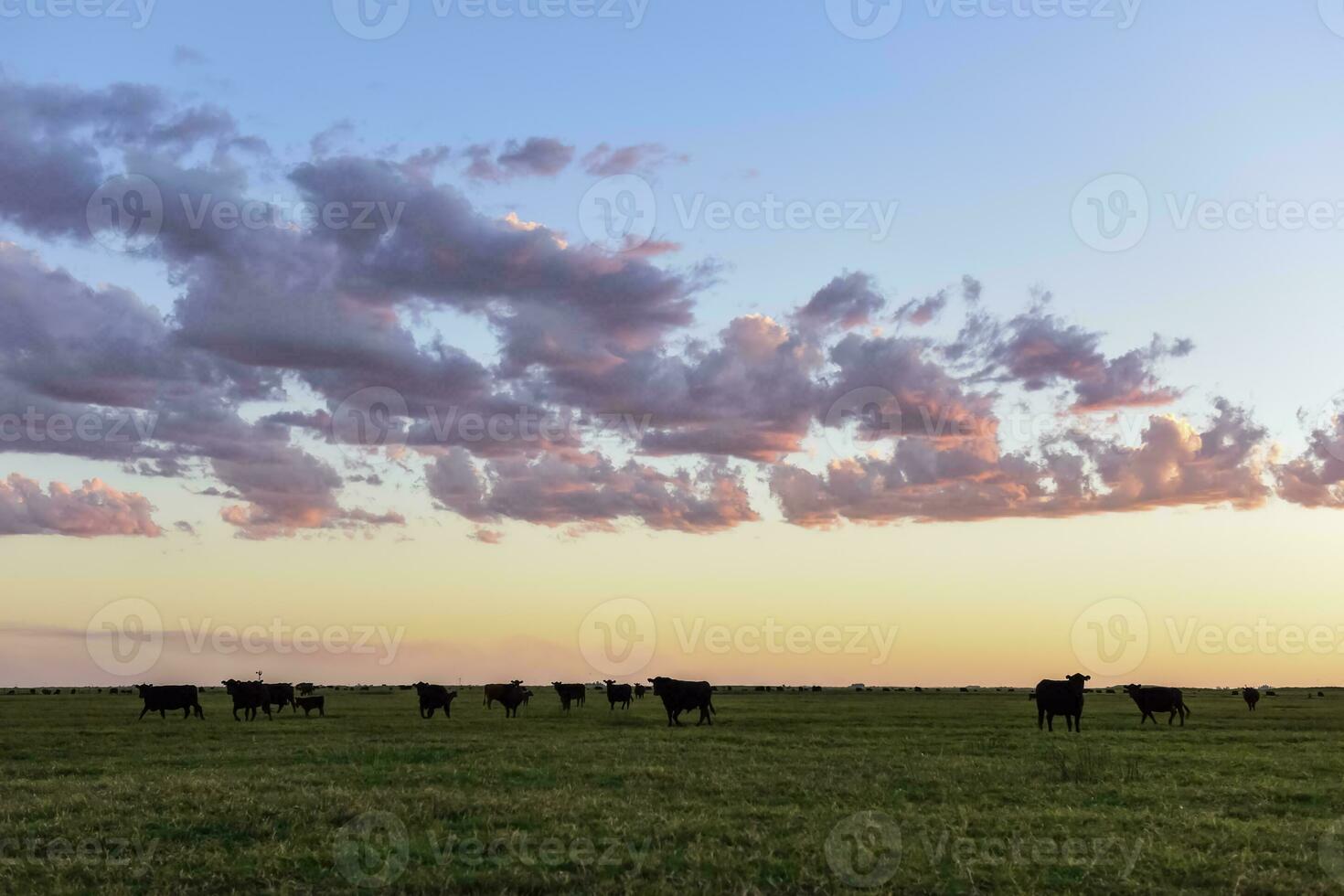 Cows grazing in the field, in the Pampas plain, Argentina photo