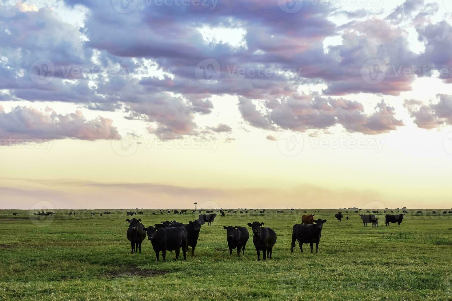 Cows grazing in the field, in the Pampas plain, Argentina photo