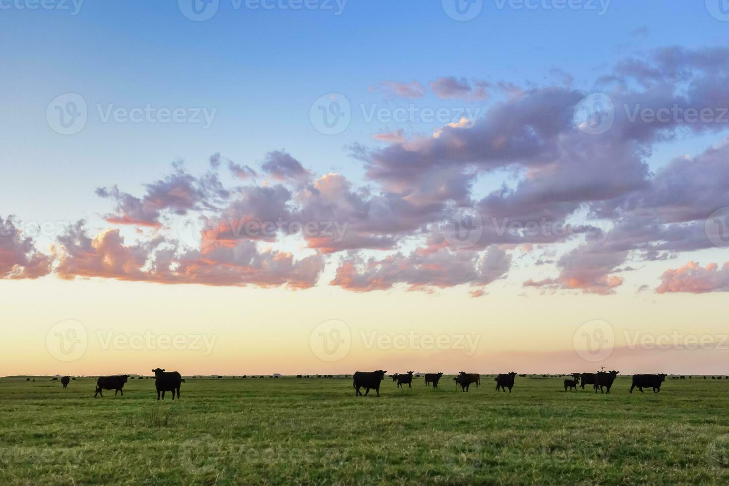 Cows grazing in the field, in the Pampas plain, Argentina photo