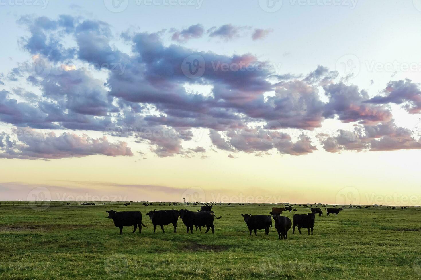 Cows grazing in the field, in the Pampas plain, Argentina photo