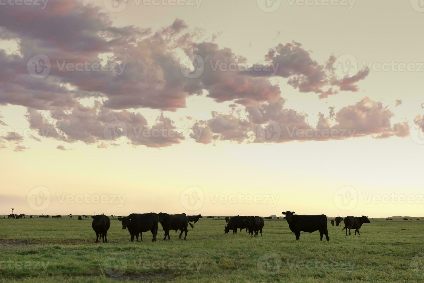 Cows grazing in the field, in the Pampas plain, Argentina photo