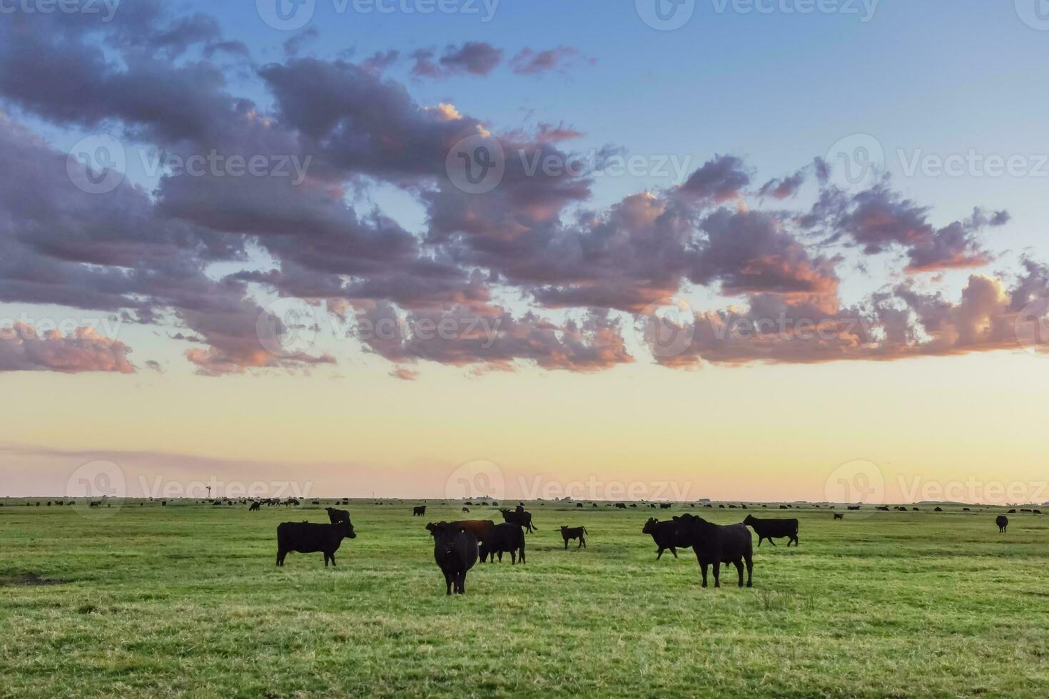 Cows grazing in the field, in the Pampas plain, Argentina photo