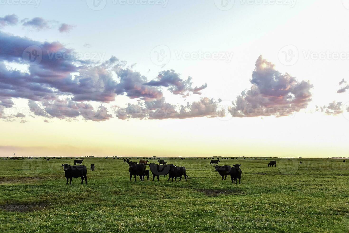 Cows grazing in the field, in the Pampas plain, Argentina photo