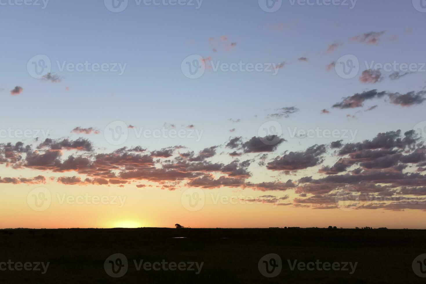 vacas pasto en el campo, en el pampa plano, argentina foto