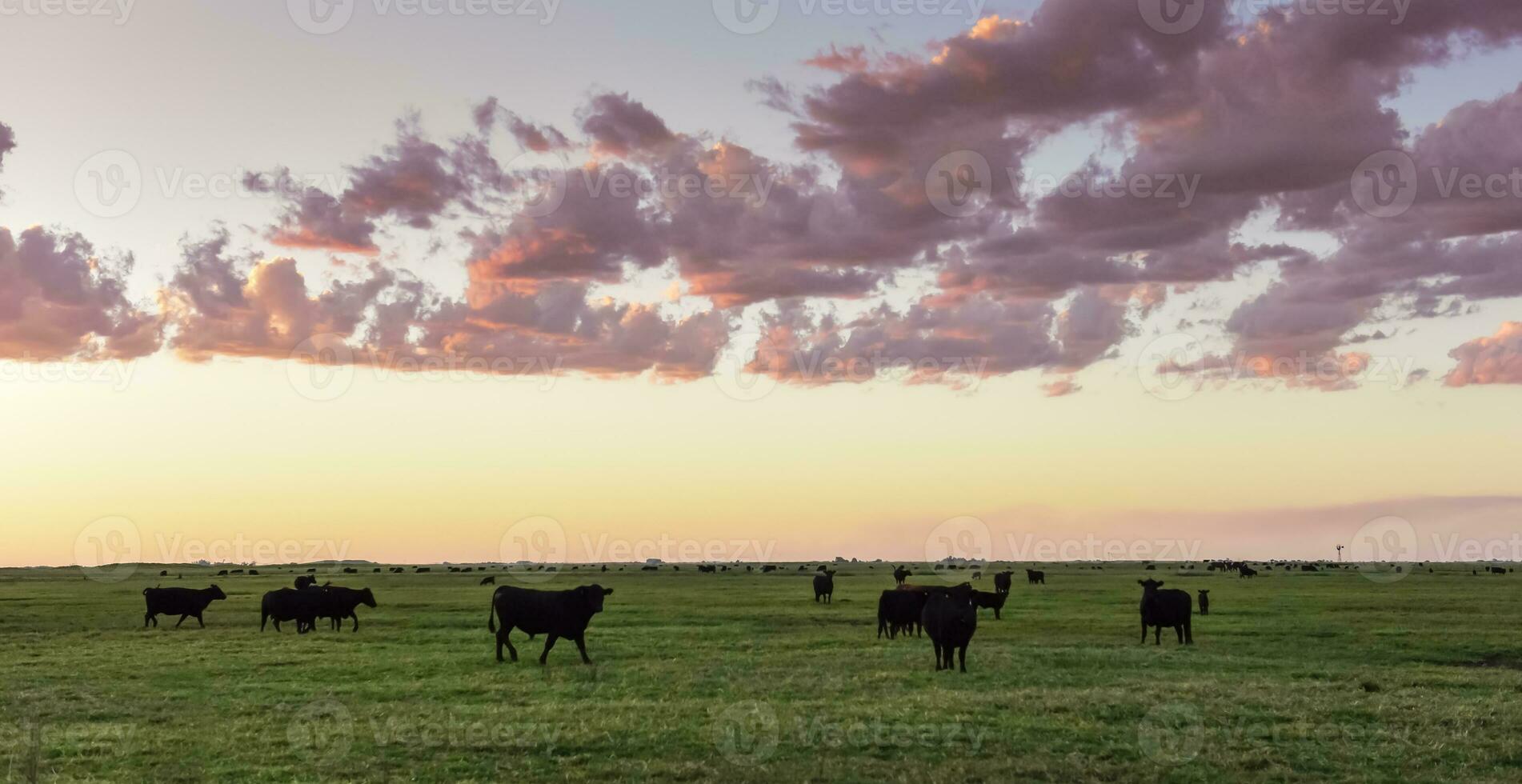 Cows grazing in the field, in the Pampas plain, Argentina photo