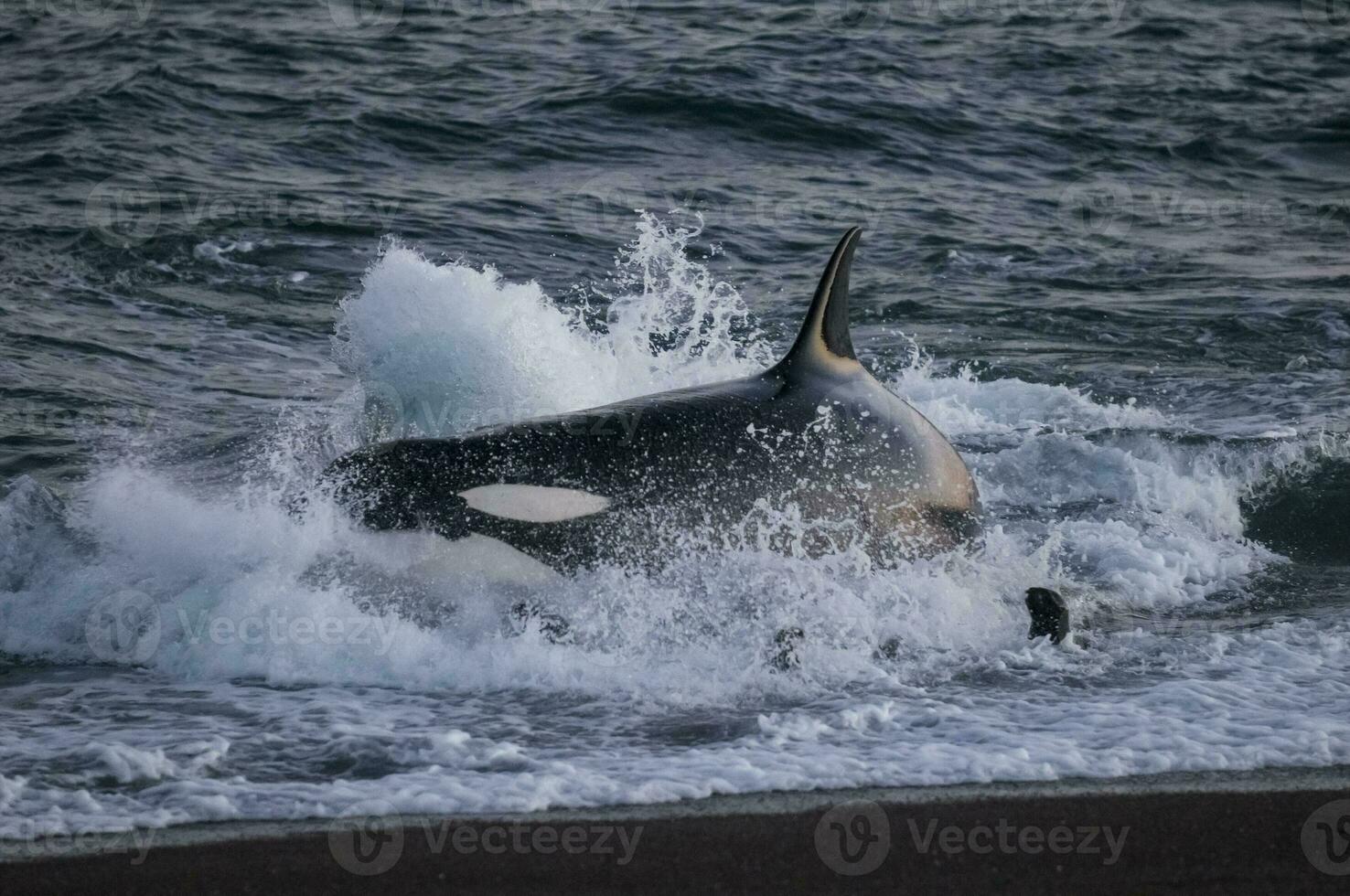 Killer whale hunting sea lions on the paragonian coast, Patagonia, Argentina photo