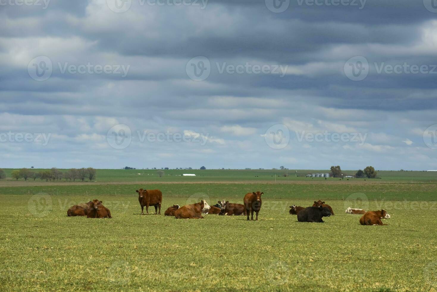 vacas en argentino campo , la pampa, argentina. foto