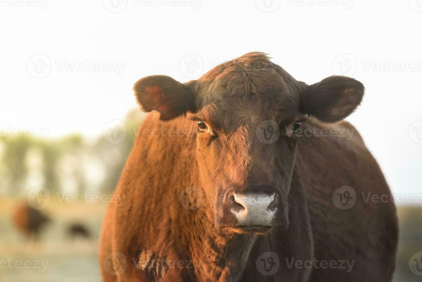 Cows fed with natural grass in pampas countryside, Patagonia, Argentina. photo