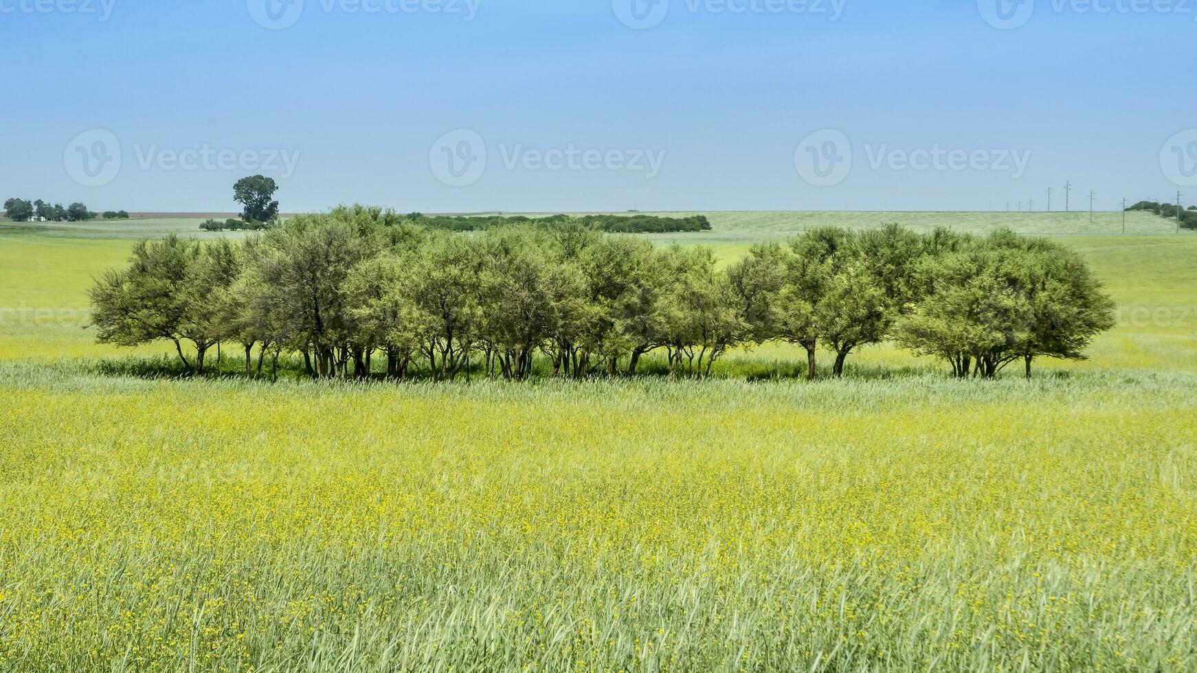 Field landscape with yellow flowers, La Pampa, Argentina photo