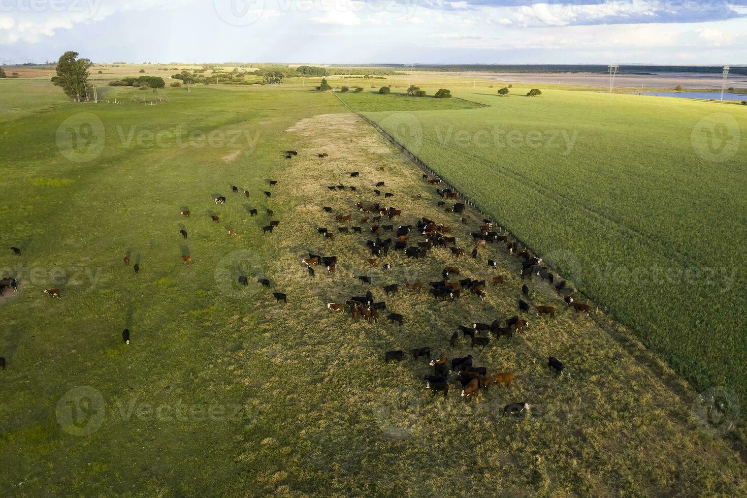Cows fed with natural grass in pampas countryside, Patagonia, Argentina. photo