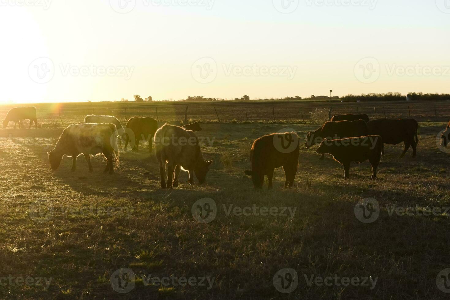 vaca pasto en pampa campo, la pampa, argentina. foto