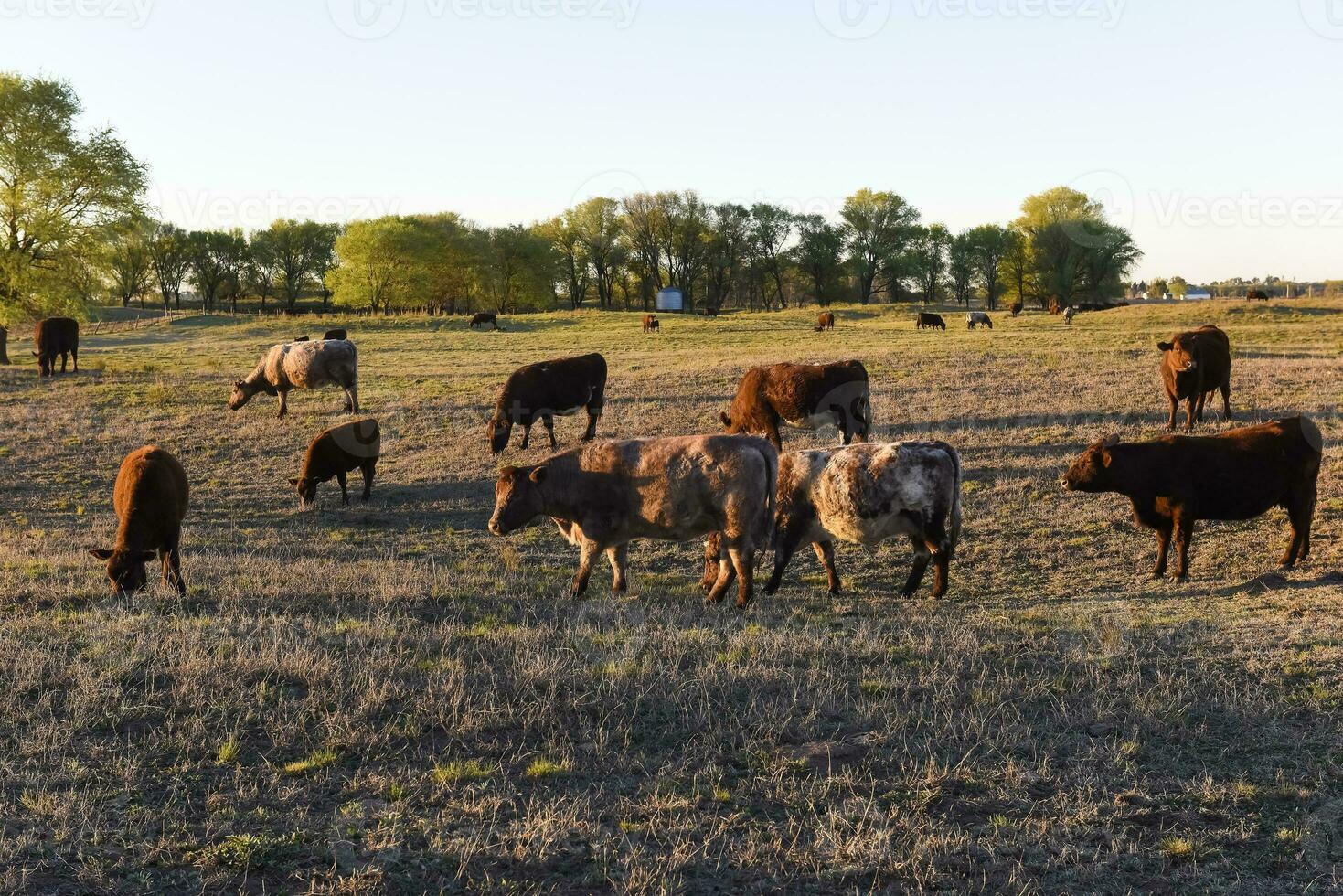 vaca pasto en pampa campo, la pampa, argentina. foto