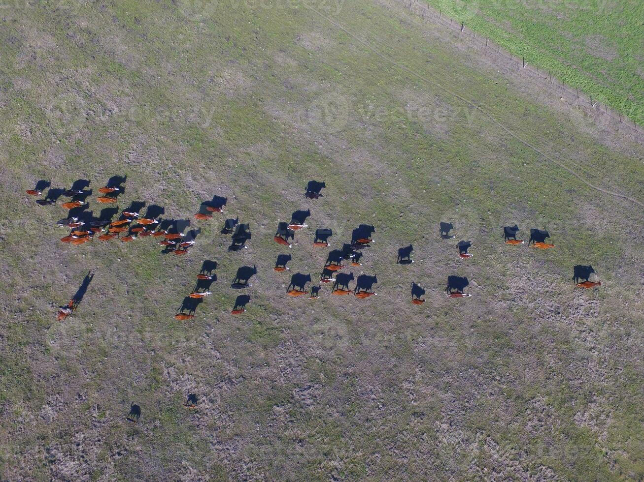 Large scale meat production in Argentina, aerial view of a batch of cows photo