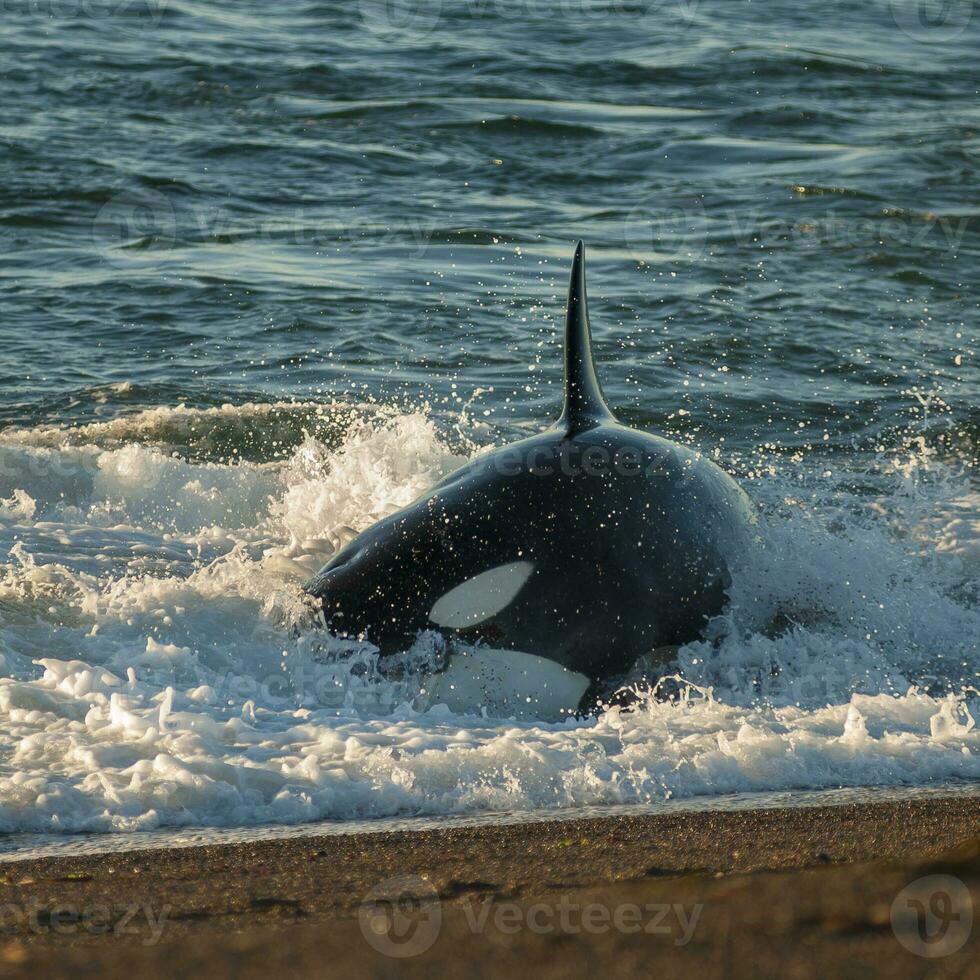 Killer whale hunting sea lions, Patagonia, Argentina. photo