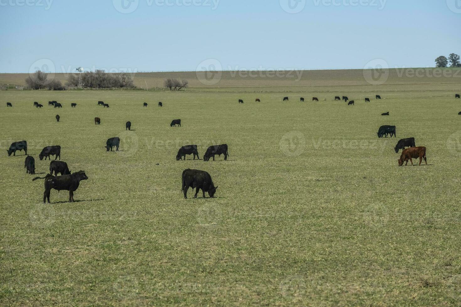 Export steers in pampas countryside, Patagonia, Argentina. photo