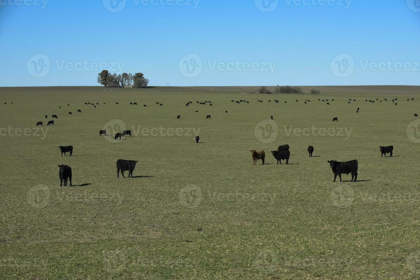 Cattle in pampas countryside, La Pampa, Argentina. photo