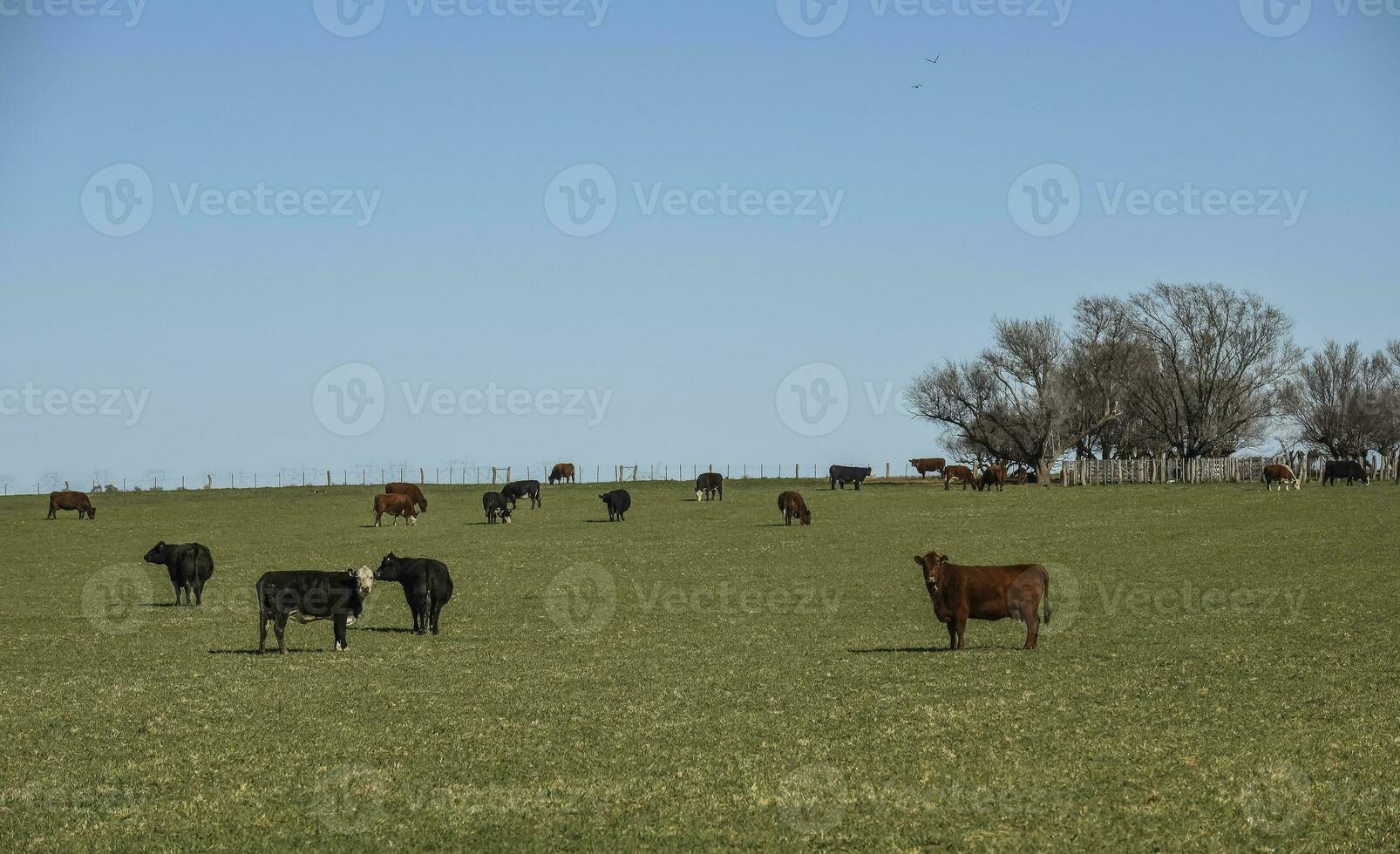 Export steers in pampas countryside, Patagonia, Argentina. photo