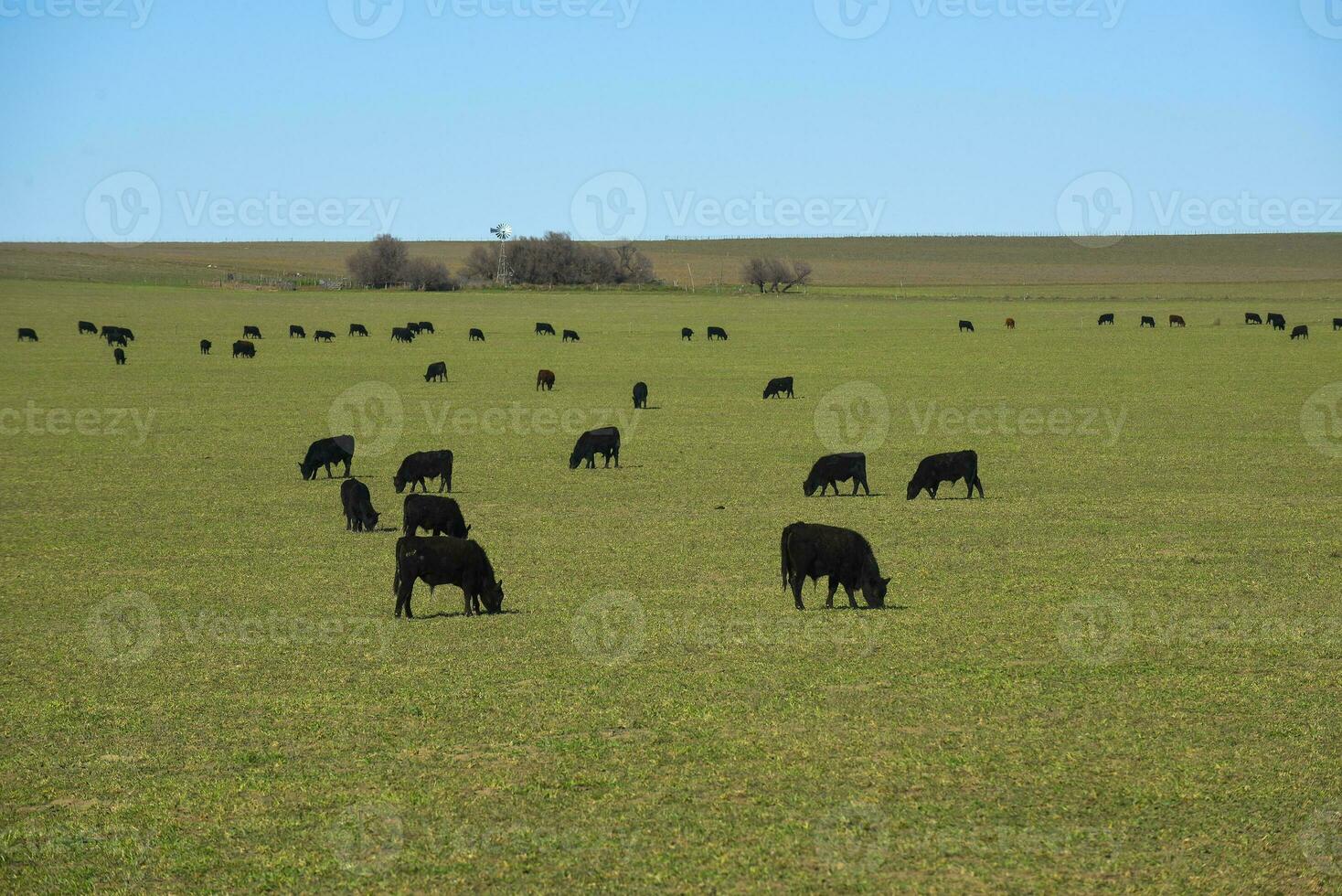 Cattle grazing in pampas countryside, La Pampa, Argentina. photo