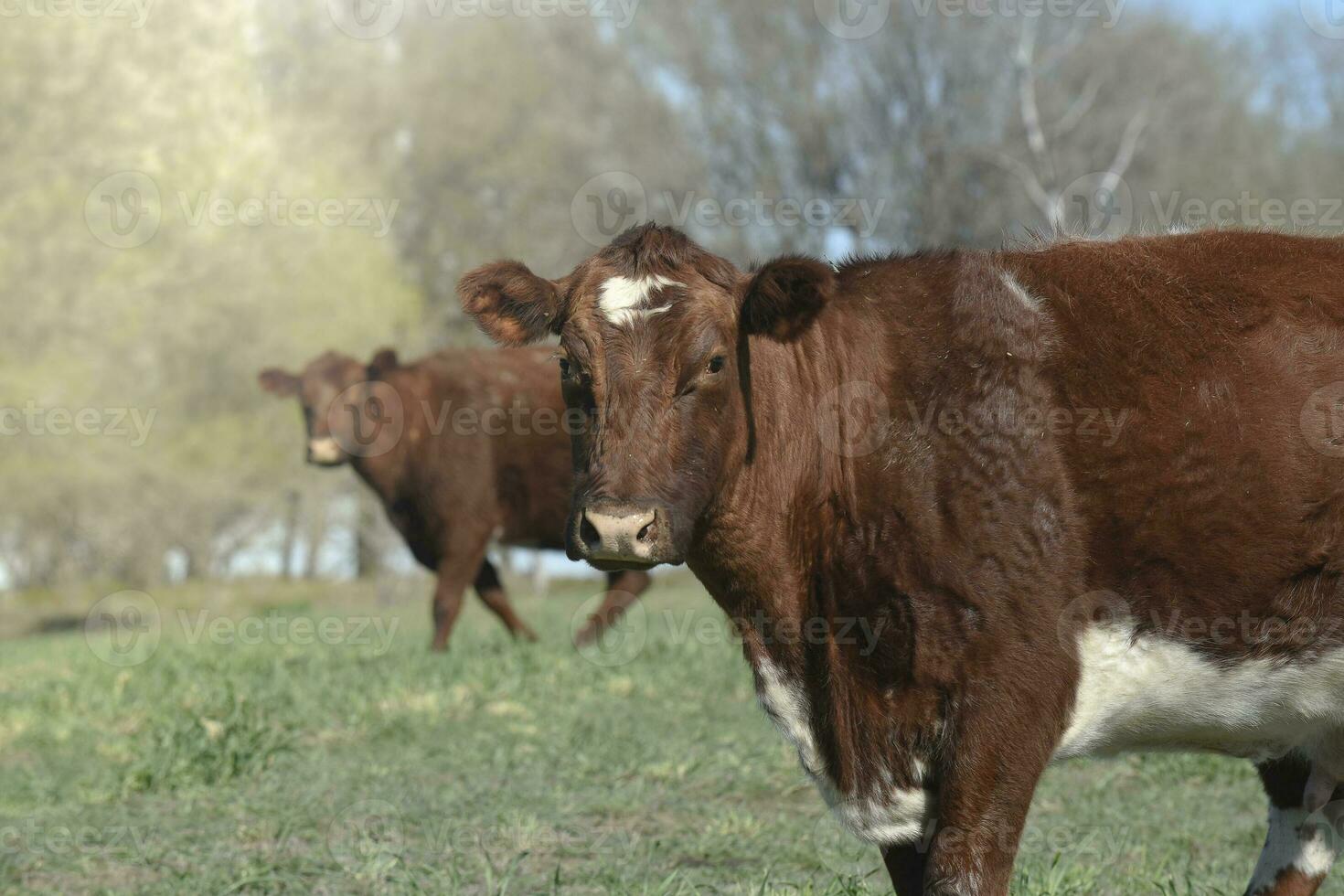 Cattle in pampas countryside, La Pampa, Argentina. photo