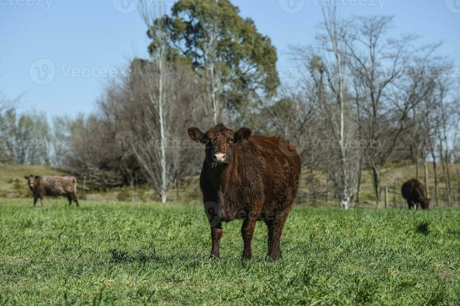 vacas pasto en pampa campo, la pampa, argentina. foto