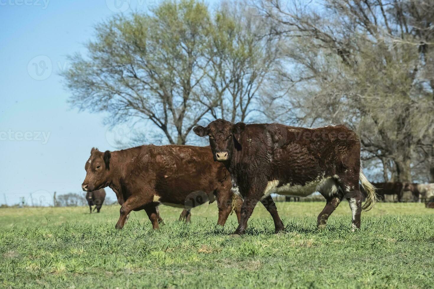 Export steers in pampas countryside, Patagonia, Argentina. photo