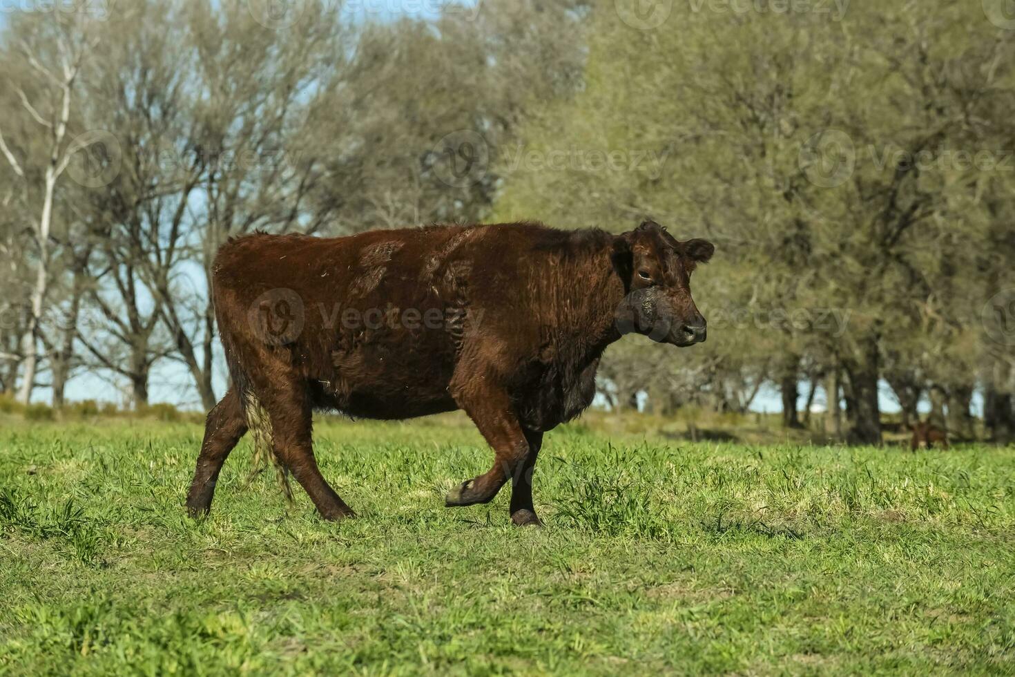 Cows fed with natural grass in pampas countryside, Patagonia, Argentina. photo