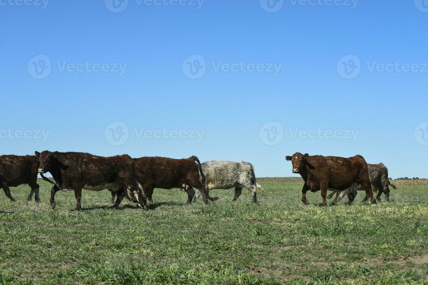 Cows fed with natural grass in pampas countryside, Patagonia, Argentina. photo