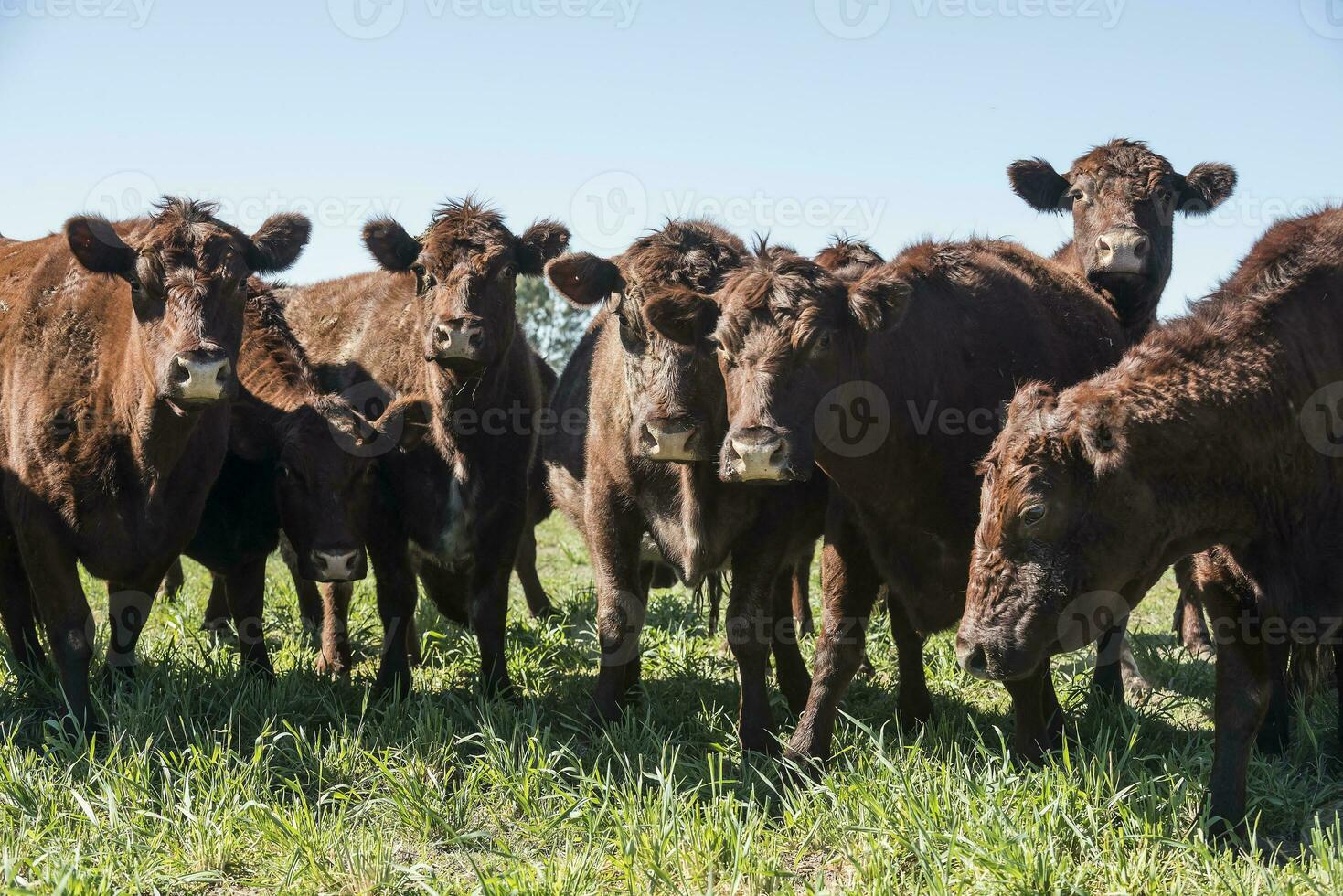 Cattle in pampas countryside, La Pampa, Argentina. photo
