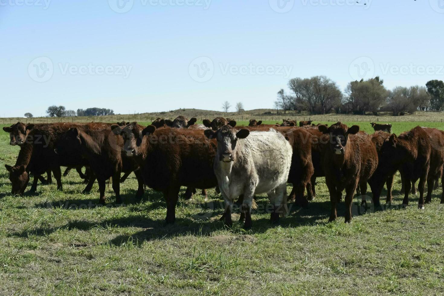 Cow grazing in pampas countryside, La Pampa, Argentina. photo