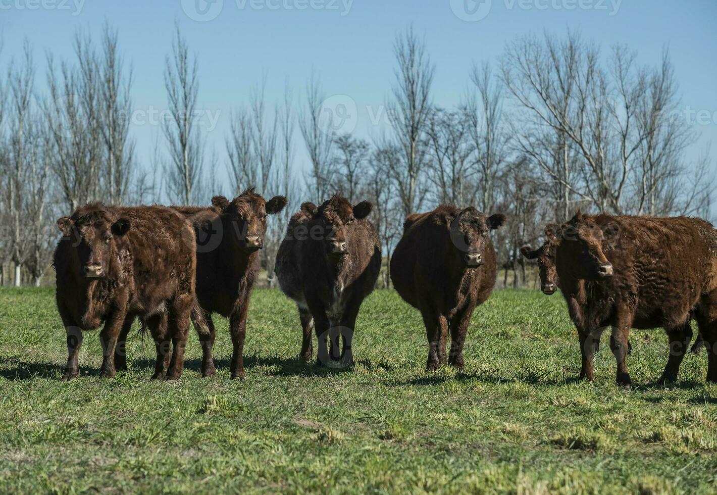 Export steers in pampas countryside, Patagonia, Argentina. photo