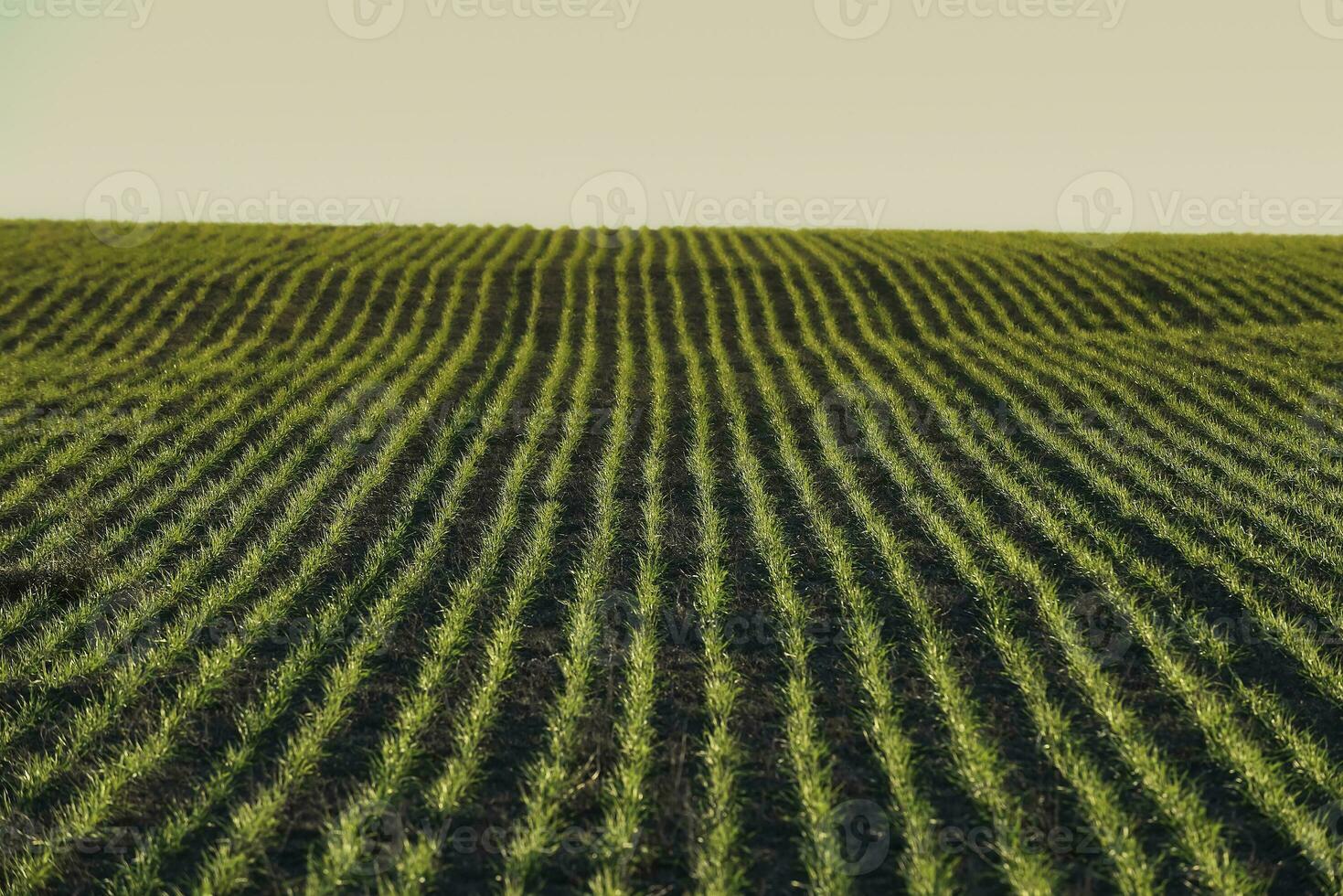 Sowing direct rows, Argentina photo