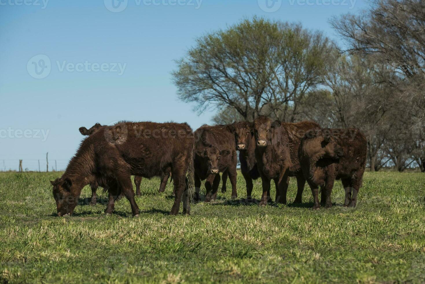 vacas alimentado con natural césped en pampa campo, Patagonia, argentina. foto