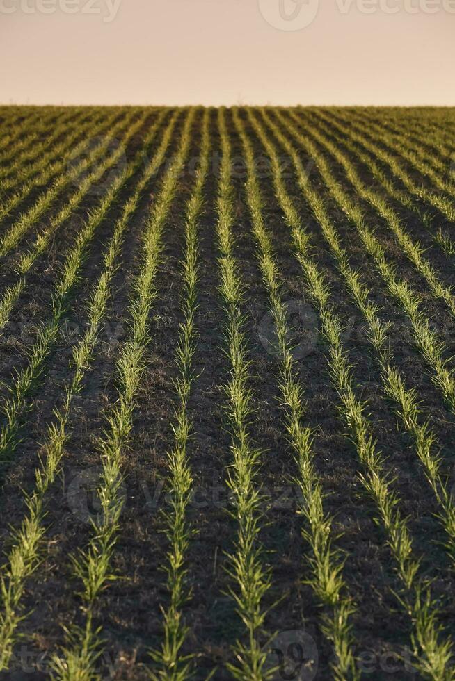 Pampas countryside, sowing direct rows, Argentina photo