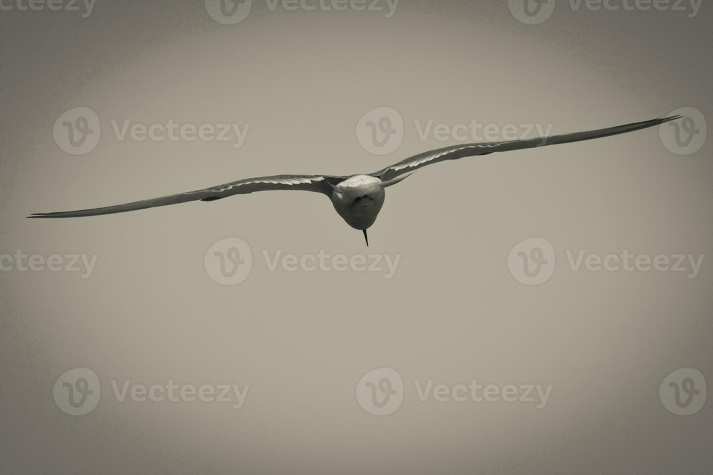 Sandwich Tern in flight, Patagonia Argentina. photo