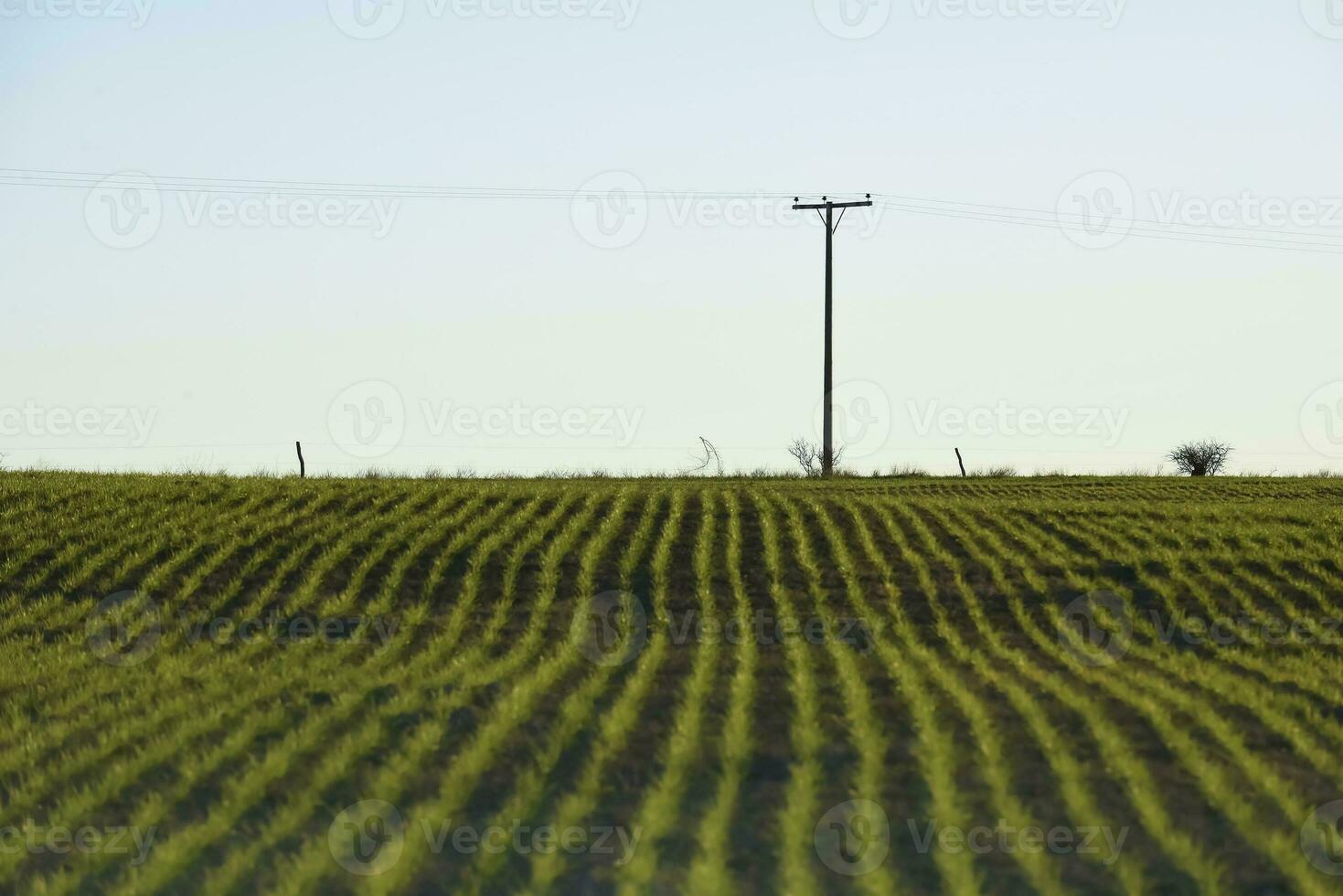 Pampas countryside, sowing direct rows, Argentina photo