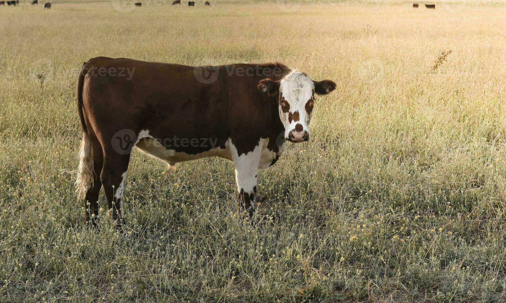 Cattle in pampas countryside, La Pampa, Argentina. photo