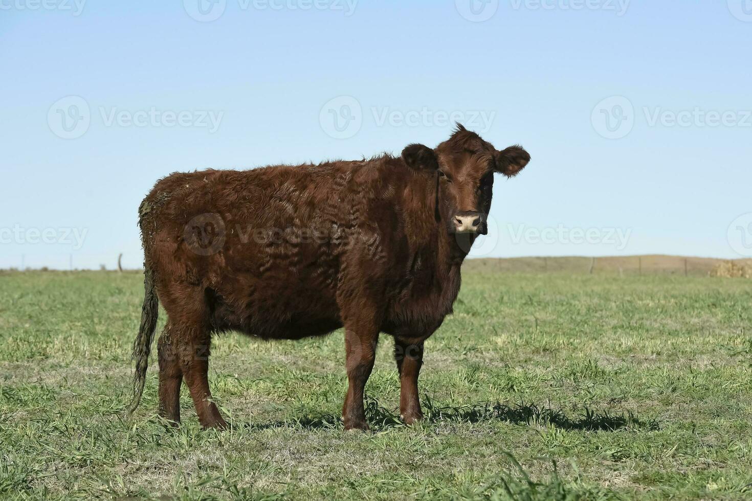 vaca pasto en pampa campo, la pampa, argentina. foto