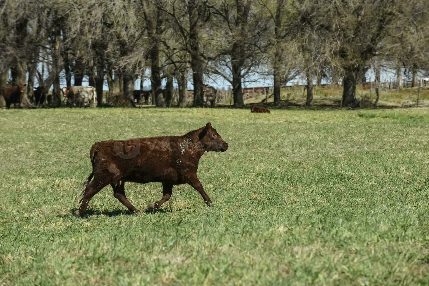 Cow grazing in pampas countryside, La Pampa, Argentina. photo