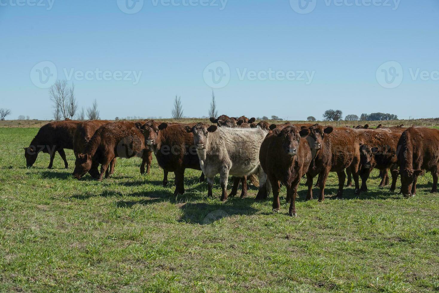 Cow grazing in pampas countryside, La Pampa, Argentina. photo